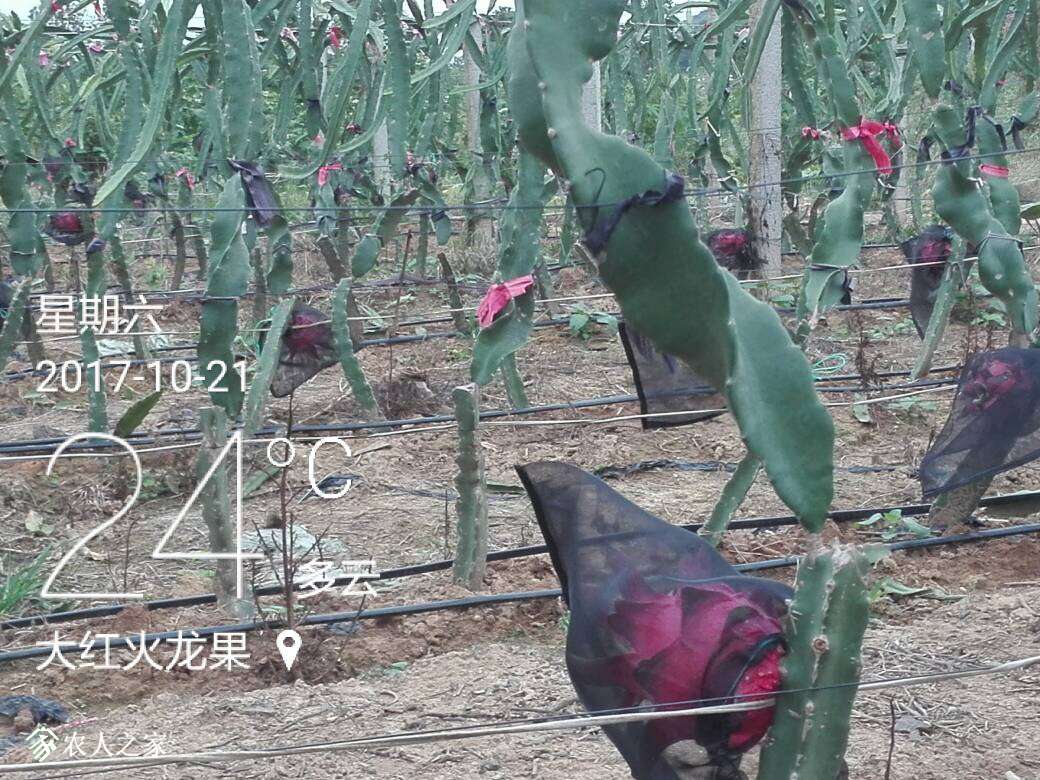 082735qqvlp55w3loo6agg.jpg