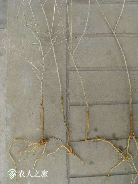 RIMG2058.JPG