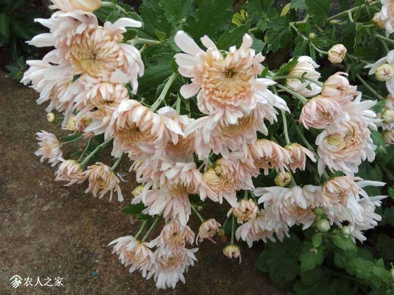154808qczsrr4rhqqadvqz.jpg