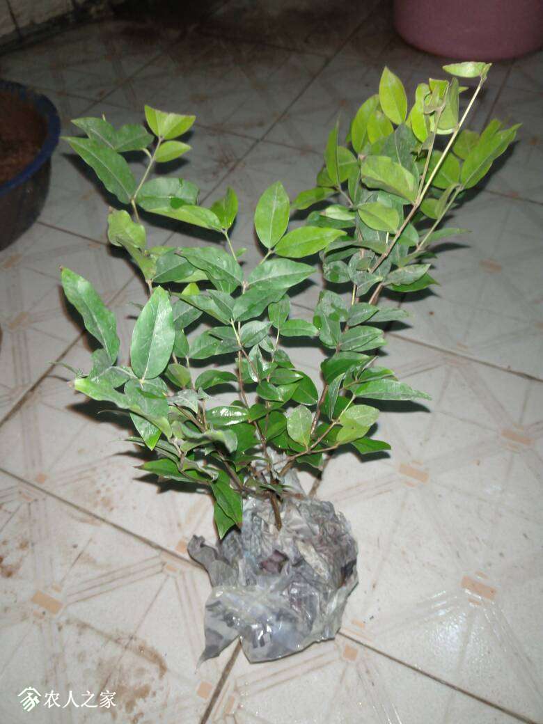 115619woavpmjabp0bvboa.jpg
