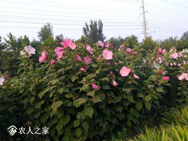 IMG_20170628_061407.jpg