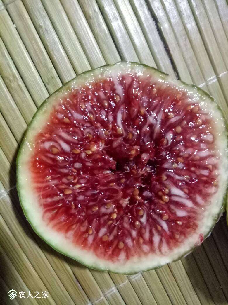 女王morales雨辰无花果