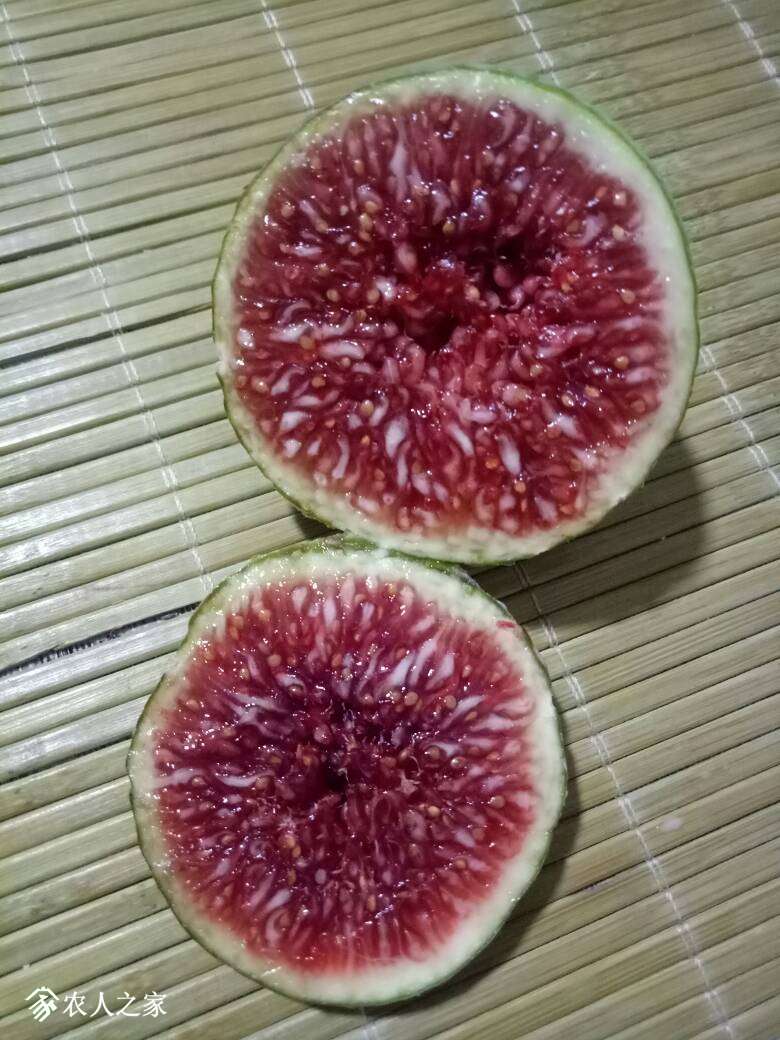 女王morales雨辰无花果