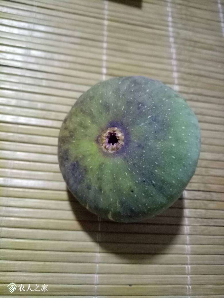 女王morales雨辰无花果