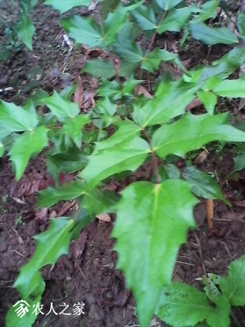 IMG_20171111_170029.jpg