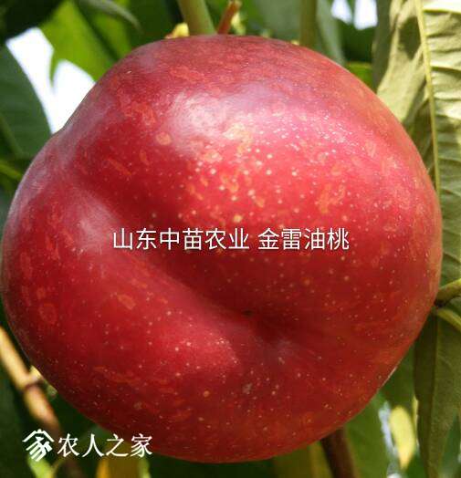 093702ynbriszc86393ztb.jpg