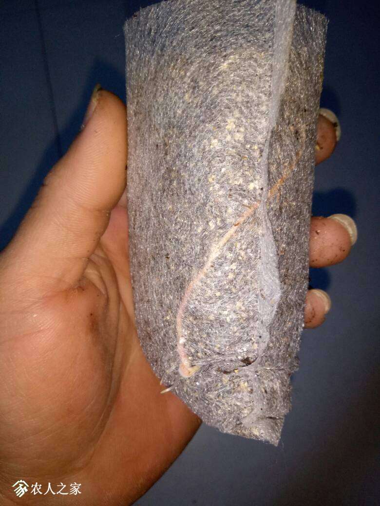 192228shgai7ggx7kabssw.jpg