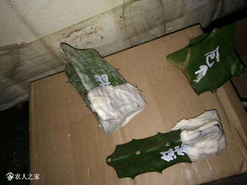 221818gvlx3zlepvnxknxm.jpg