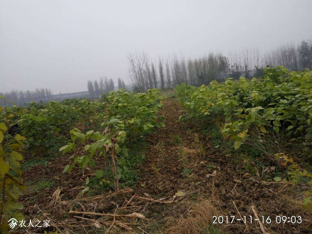 104208wezir90atzafupyz.jpg