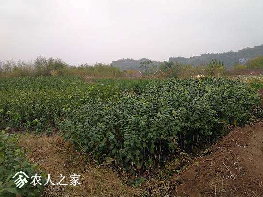144712sk2ono44kl07w63a.jpg