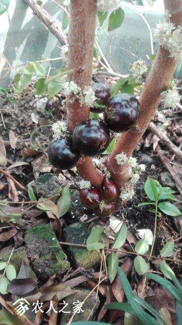 ����Ǻ���