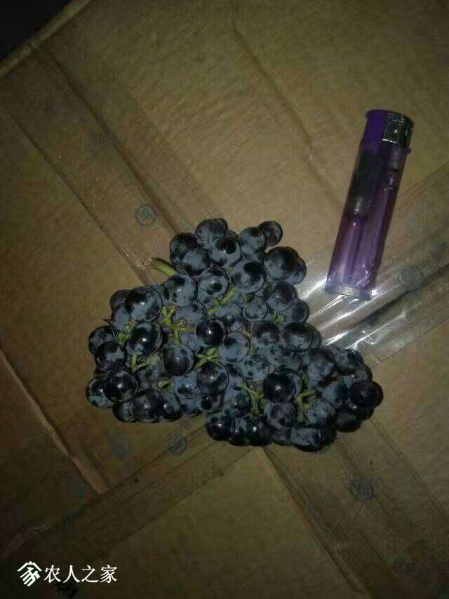214436ddmdvmmdtit2syfq.jpeg