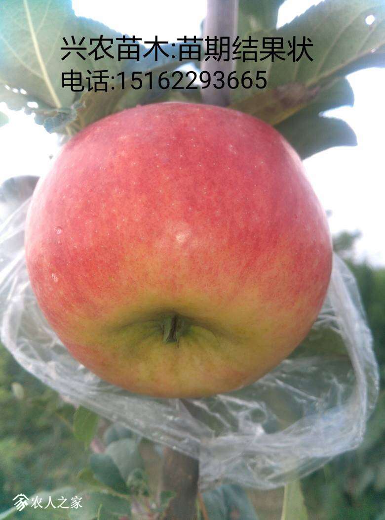 231736rrxpgxwnniixarcp.jpg