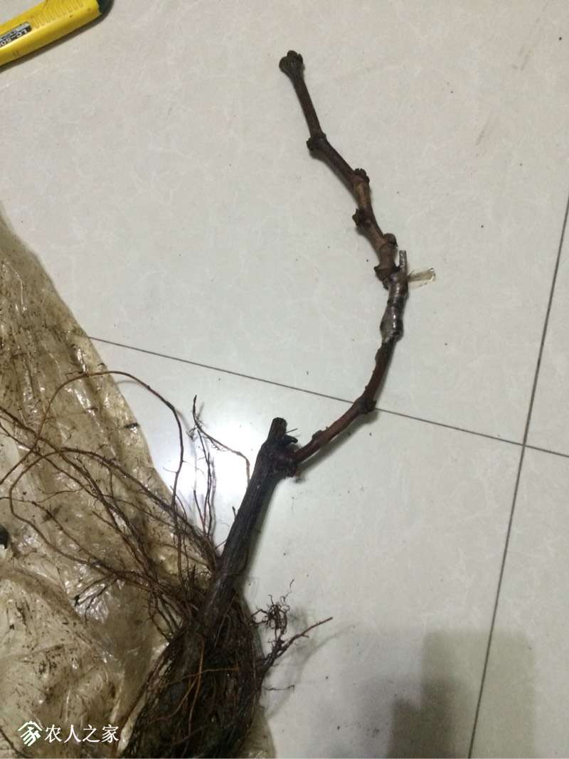 133133l2mlhchsri2l1tq6.jpg
