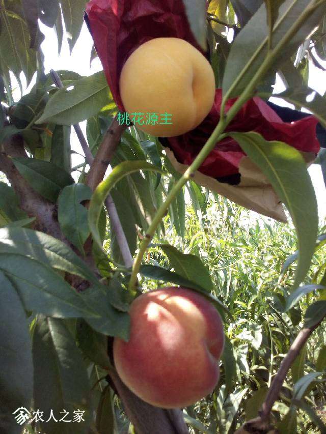 071536sww85wjl64hs4wv4.jpg