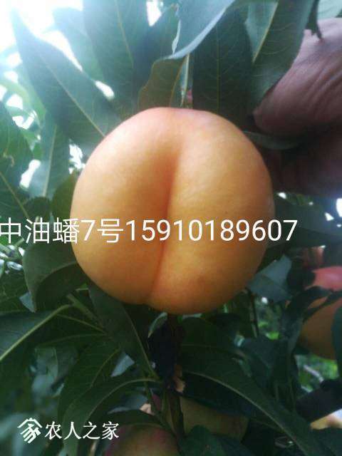 114350gtoxds8zb948dicm.jpg