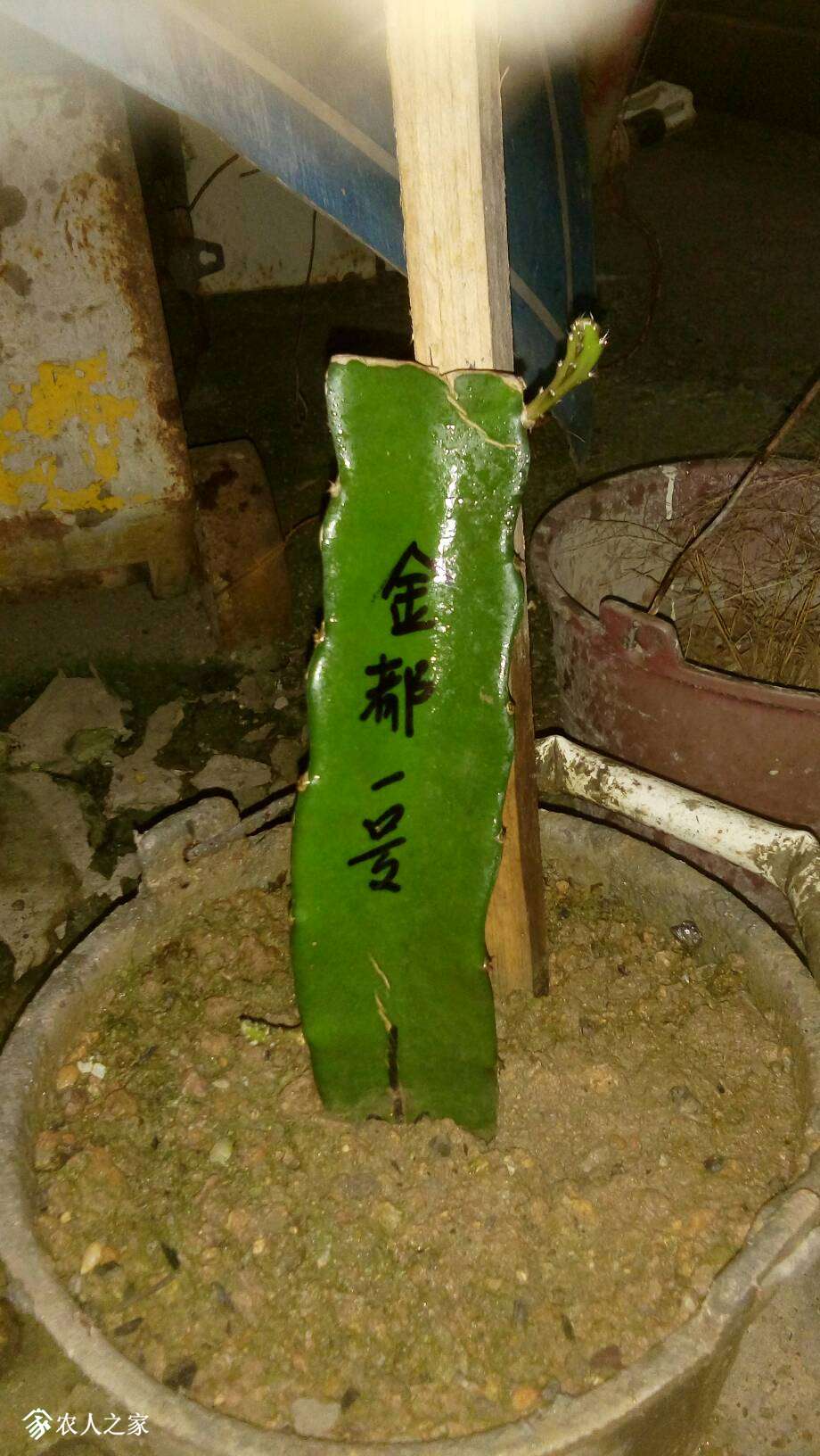 061915z1q8dzes4zqemttk.jpg