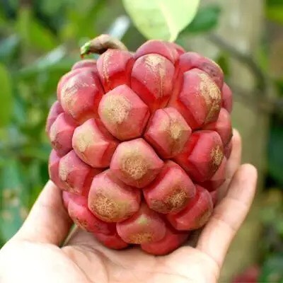 黑老虎叶腋冬天冒出来的会是花芽么?