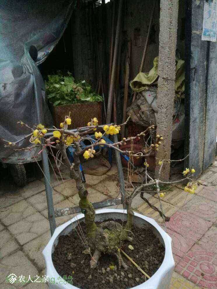 152346qaawjjuhmmbuiaum.jpg