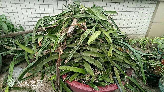 175026kgr2chx1xfbjzyex.jpg