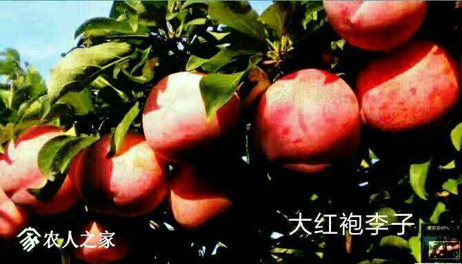 183651nnjqcjo01l0qq4oo.jpg