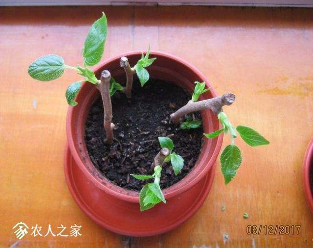 Ǥ���30�죨��Ĩͷ��