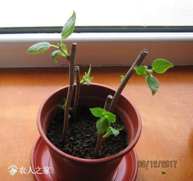 Ǥ���30�죨��Ĩͷ��