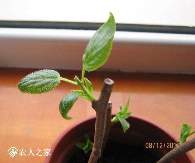 Ǥ���30�죨��Ĩͷ��