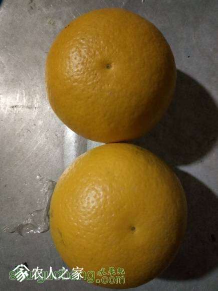 085206c7xee1e88q7vepte.jpeg