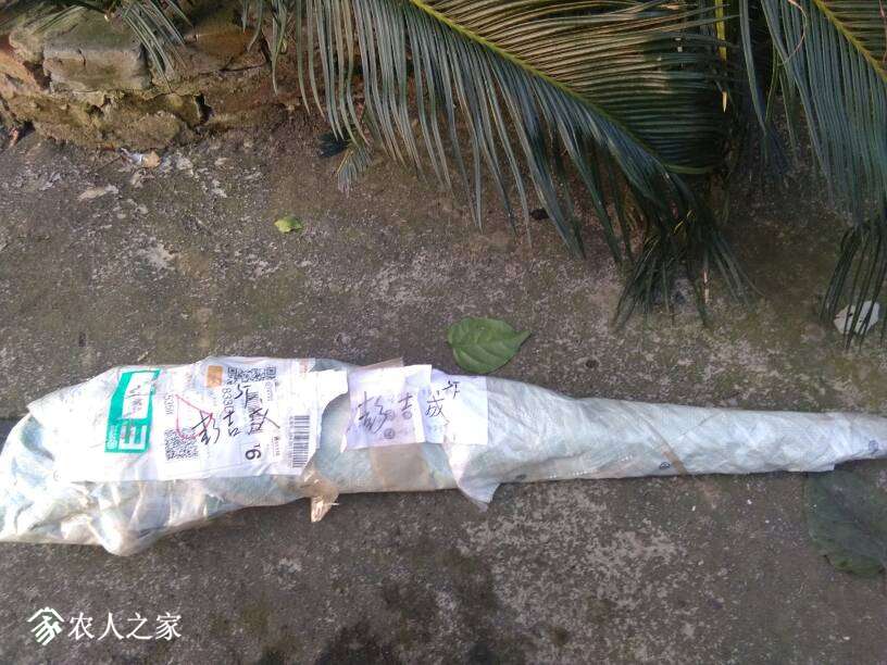 204618whatgx7hhd6guuax.jpg