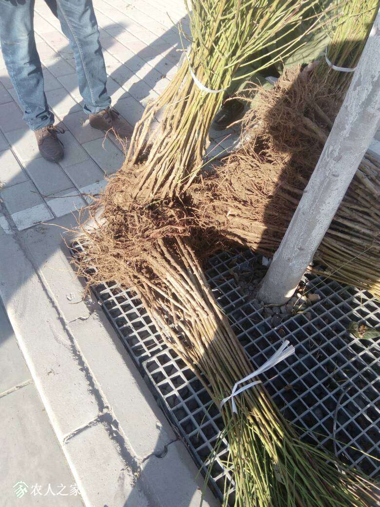 064713u1qbjysjsvsqbbl2.jpg
