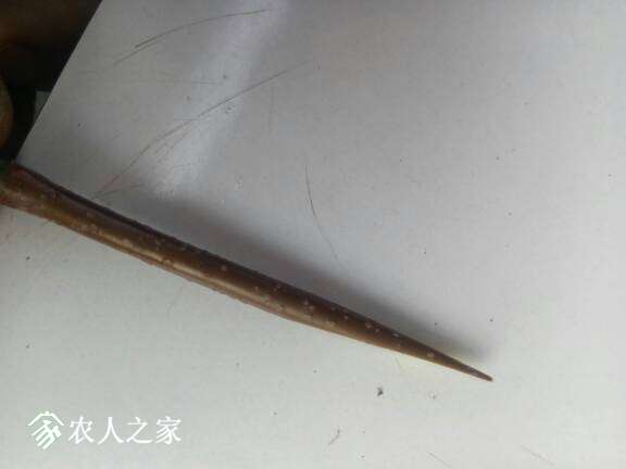 045128apbm9iio0bb38bx8.jpg