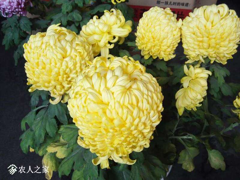 091355n0d3sig01dxxxe11.jpg