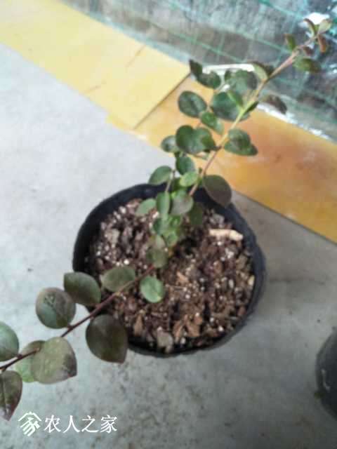 IMG20171216162913.jpg