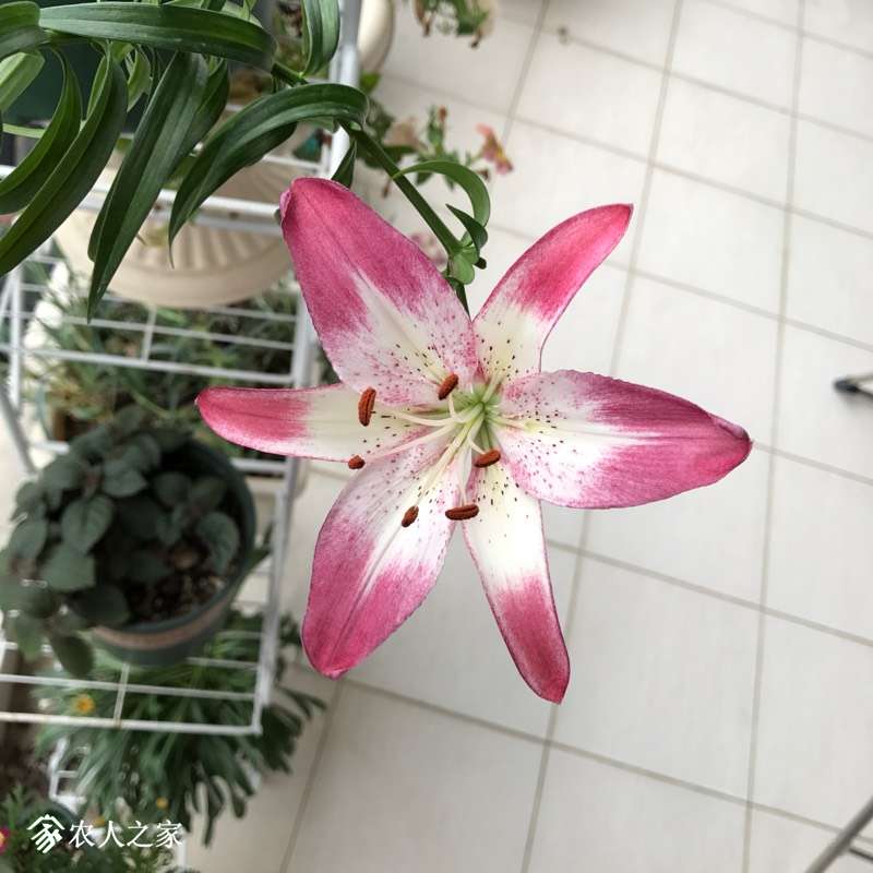 233202dam85gf1u8zgx25a.jpg