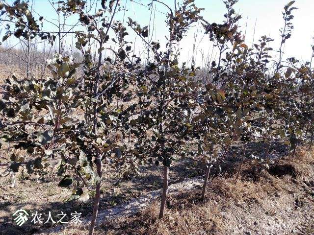 IMG_20171126_121852.jpg