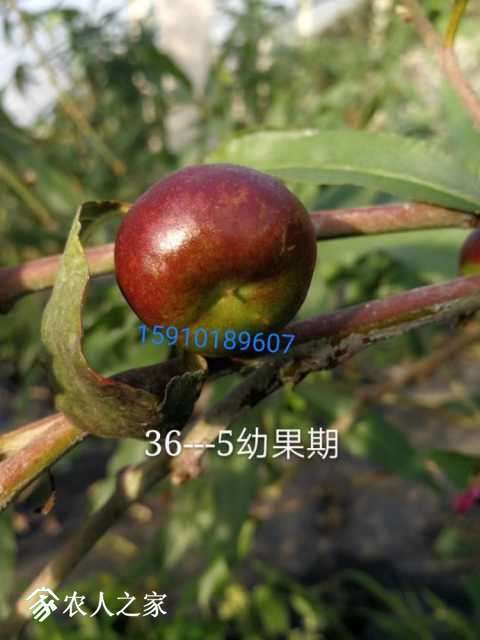 mmexport1513652981278.jpg
