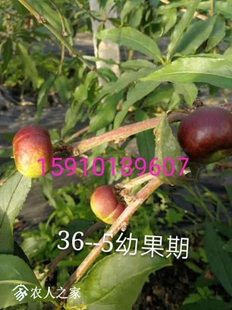 mmexport1513652975395.jpg
