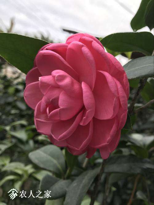 153247tikdaxmabdhbkhmg.jpg