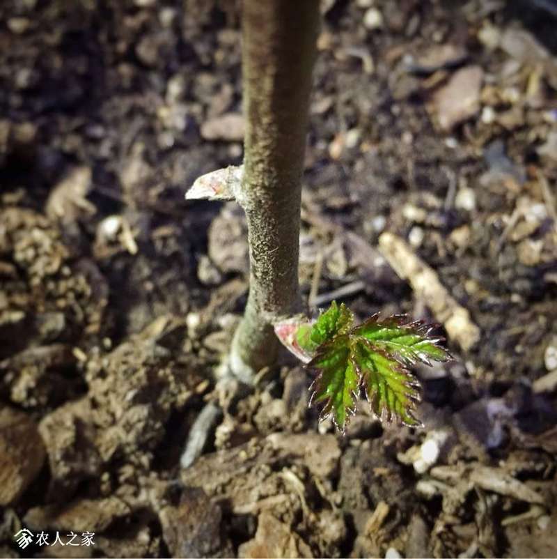 分享回来的树莓开始发芽