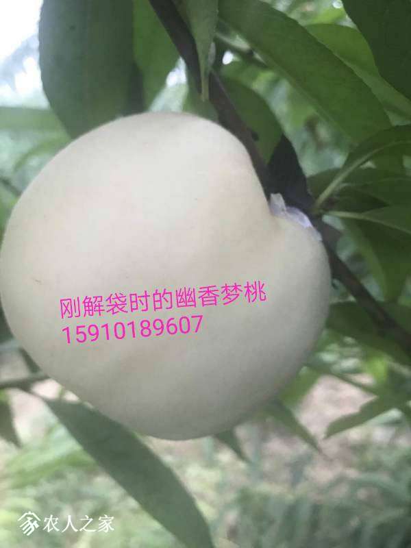 003017y5qpoi1f8f3zul5p.jpg