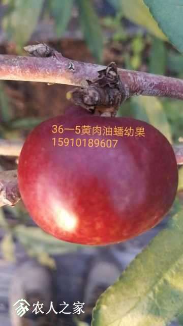 mmexport1514359899900.jpg