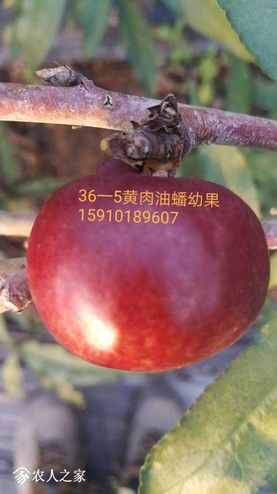 153504ka437nuur31axwg5.jpg
