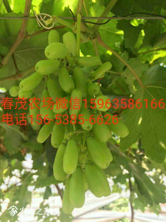 213743qqlznfffb0j4mthq.jpg
