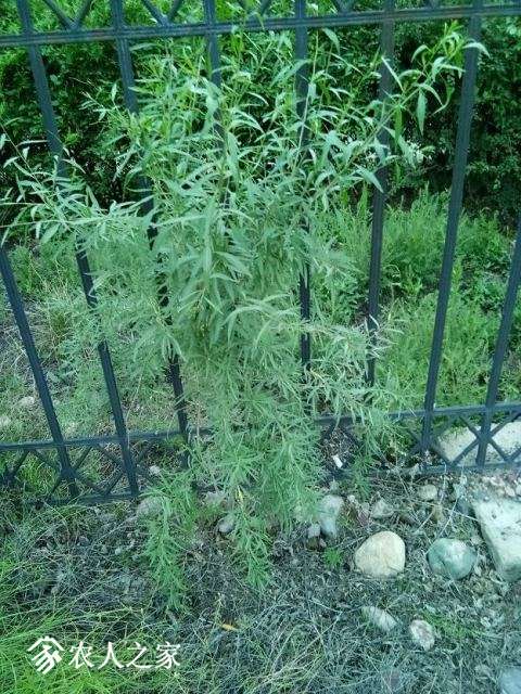IMG_20170823_195529.jpg