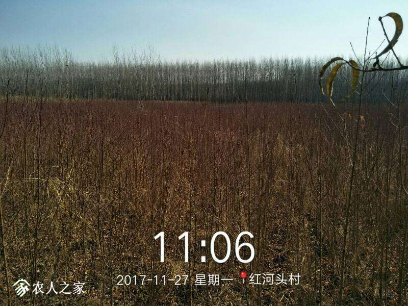 075704weslzmqskdqlx44p.jpg