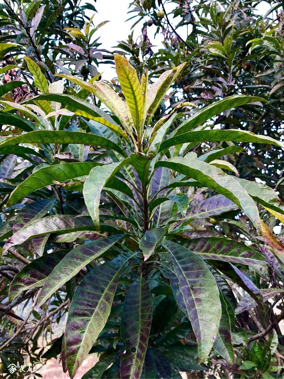 084629f4v5gmmoxuluq44v.jpg