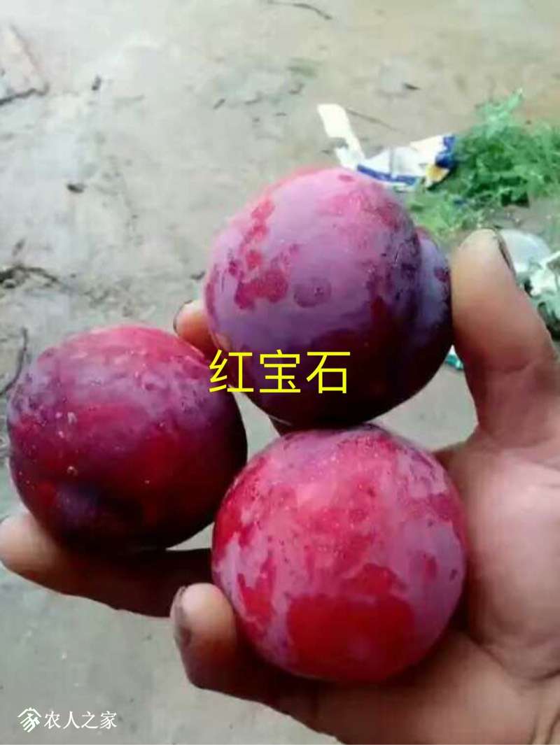 155545ch9dvdvltcah9sab.jpg