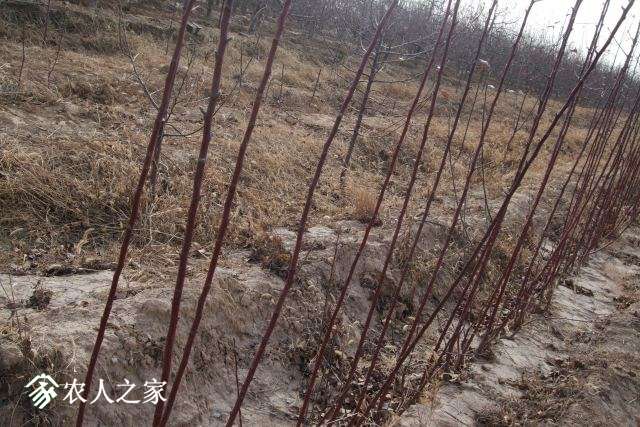 ����˹�� 003.jpg