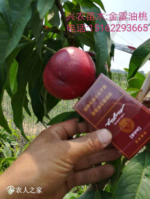 131349gnn5ro1g31qlq135.jpg